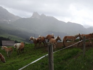 Haflingerpferde auf der Seiseralm    